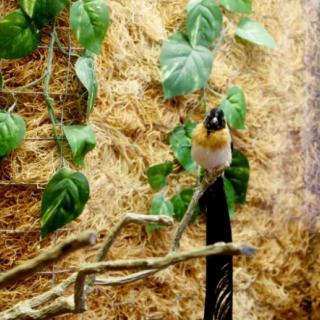 A small bird perched on a branch surrounded by green leaves.
