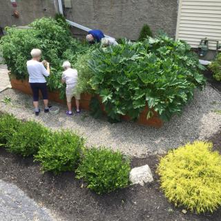 A group of people tending to a lush vegetable garden in a backyard setting.