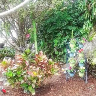 A vibrant garden with various potted and planted greenery.