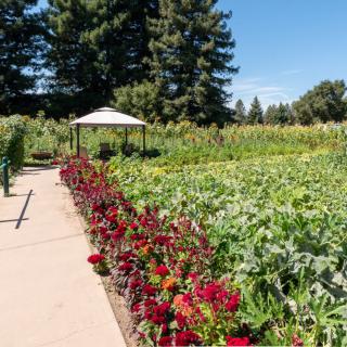 A scenic garden with vibrant flowers lining a pathway under a clear blue sky, featuring a gazebo in the background.