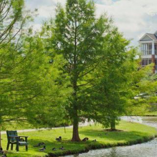 A serene park scene with a tree by the lake and a bench on the grassy shore.
