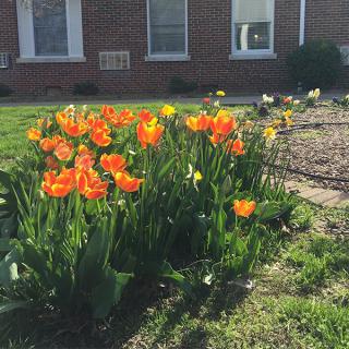 Bright orange tulips blooming in a sunny garden.
