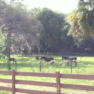 Cows grazing peacefully in a fenced pasture surrounded by trees.