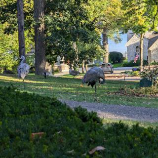 A peaceful scene featuring wild turkeys wandering along a picturesque pathway lined with trees.