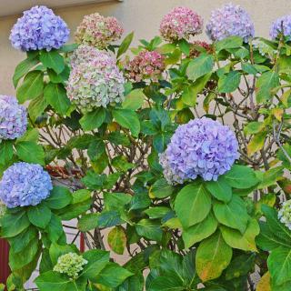 A vibrant bush of hydrangeas in full bloom.