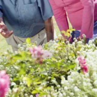 People enjoying a garden filled with blooming flowers.