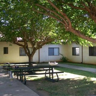 A peaceful courtyard with benches under the shade of a large tree, surrounded by a building with several windows.