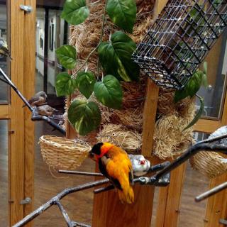 A vibrant orange bird resting on a branch in an aviary, surrounded by greenery.