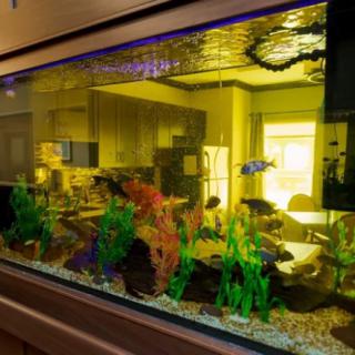 An indoor aquarium with vibrant water plants and fish.