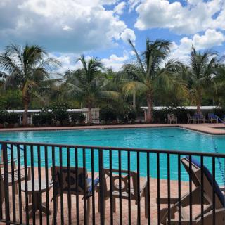 A serene poolside view surrounded by palm trees on a sunny day.