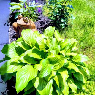 Lush hosta plant in a vibrant garden setting.