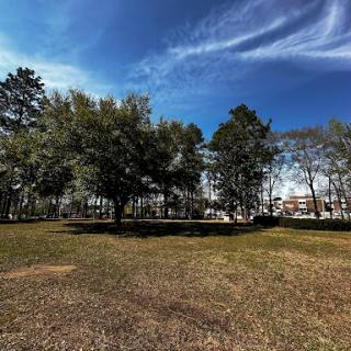 A serene view of a park featuring lush trees under a beautiful blue sky.