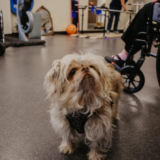 A fluffy therapy dog in a hospital setting beside a person in a wheelchair.