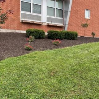 A well-maintained lawn with shrubs and mulched flower beds in front of a brick building.