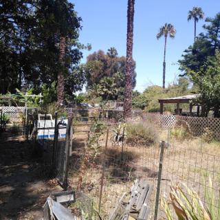 A serene view of an overgrown garden with palm trees in the background.