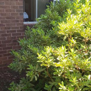 A lush green bush in front of a brick wall with a window.