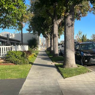 A sunny day on a tree-lined sidewalk with cars parked along the street.