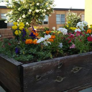 A vibrant flower garden blooming in a wooden planter.