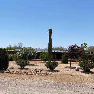 A serene desert landscape featuring a tall cactus and various plants against a clear blue sky.