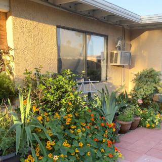 A garden with various plants and flowers in front of a house window.