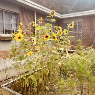 A vibrant garden featuring tall sunflowers standing proudly against a cozy home backdrop.