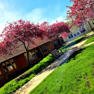 A vibrant spring scene featuring blooming pink trees and a sunny pathway.