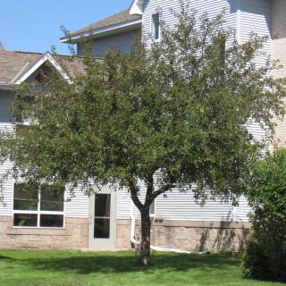 A tree stands in front of a residential house on a sunny day.