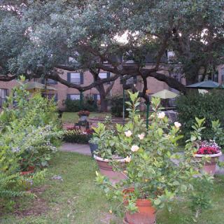 A peaceful garden with trees, shrubs, and potted plants.