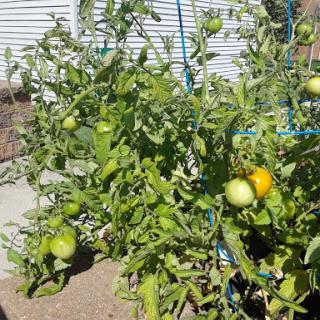 A thriving tomato plant in a home vegetable garden, showcasing green and ripening tomatoes.