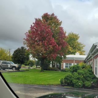 A vibrant autumn scene featuring a colorful tree amidst a cloudy sky.