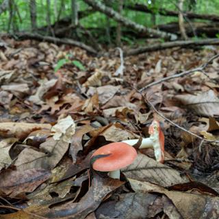A vibrant mushroom peeks through a blanket of fallen leaves in the forest.