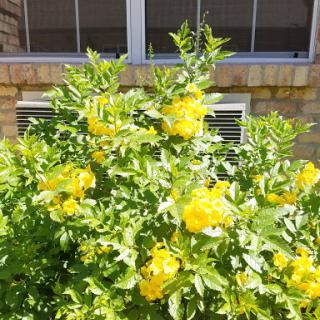 A vibrant bush adorned with bright yellow flowers, basking in sunlight.