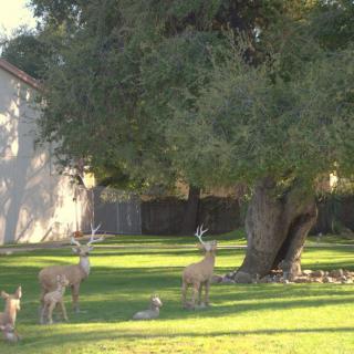 A group of deer grazing on a green lawn beneath a large tree.