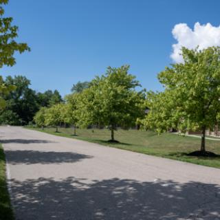 A serene pathway lined with trees under a clear blue sky.