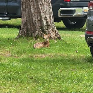A peaceful scene showing a tree and grass with parked vehicles in the background.