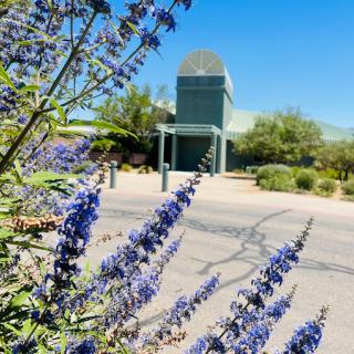 A scenic view of lavender flowers with a modern building in the background under a clear blue sky.