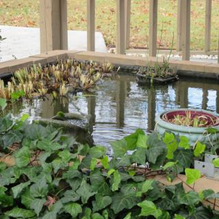 A serene garden pond surrounded by lush greenery and aquatic plants.