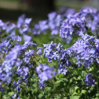 A close-up view of vibrant purple flowers in a garden setting.