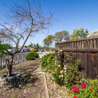 A sunny garden with a wooden fence, featuring colorful flowers and trees.