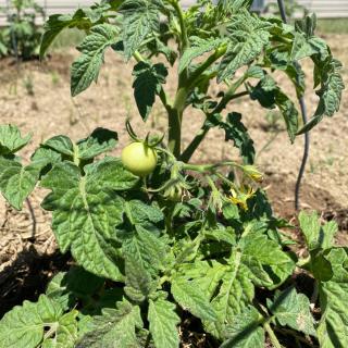 A young tomato plant with growing tomatoes in a garden.