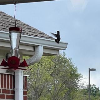 A hummingbird perches on a roof near a feeder in a suburban setting.