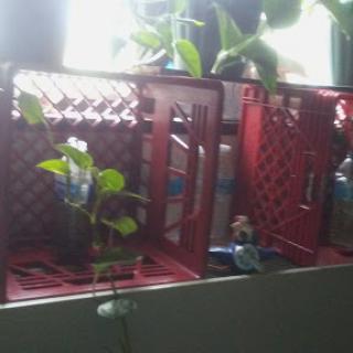 An arrangement of plants growing in red crates, showcasing indoor gardening.
