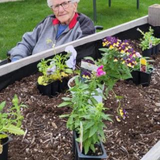 An elderly person enjoying gardening with a variety of plants in a raised garden bed outdoors.