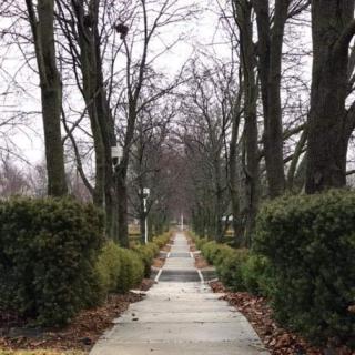 A serene pathway lined with bare trees and greenery, capturing the essence of winter.