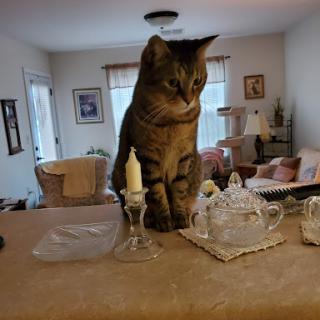 A curious cat perched on a table surrounded by decorative glassware, exploring its cozy home environment.