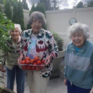 Three elderly women smile together in a garden, holding a tray full of freshly harvested tomatoes.