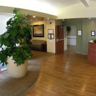 A modern lobby with a large indoor plant, comfortable seating, and hardwood flooring.