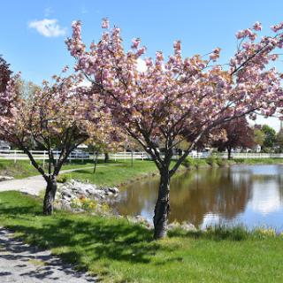 A serene park scene featuring blooming cherry trees beside a tranquil pond.