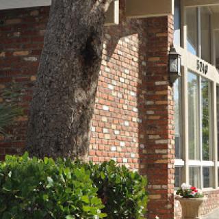 A brick building with a large tree and window details.