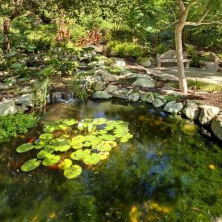 A tranquil garden scene featuring a pond with lily pads, surrounded by stones and lush greenery.